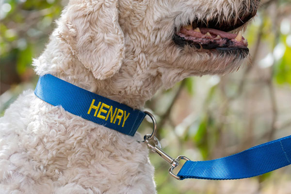 Embroidered pet collar & leash